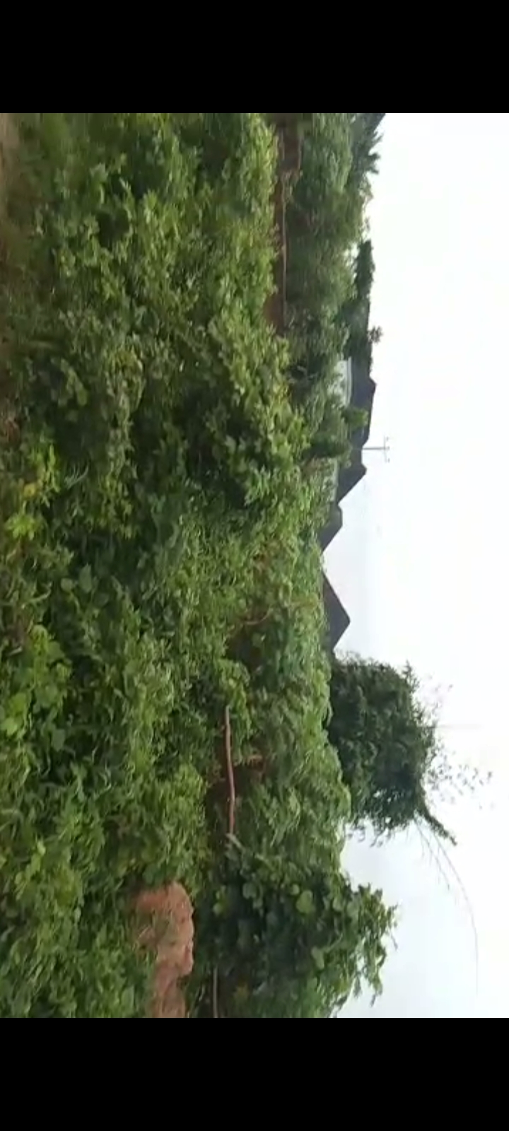 Land 50 by 100 ft