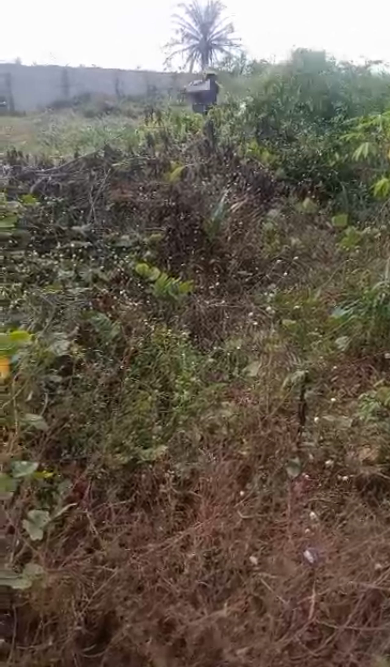 Land: 100x100….C of O and survey available photo 1